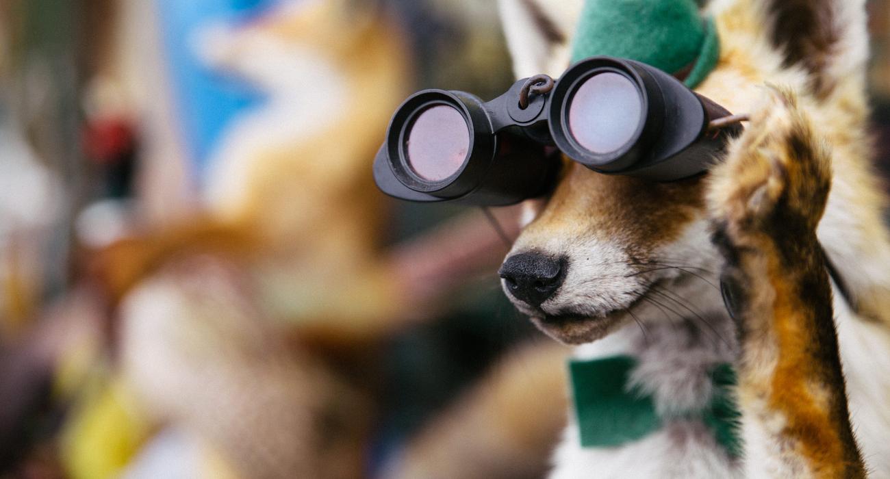 A fox in a hat looking through binoculars